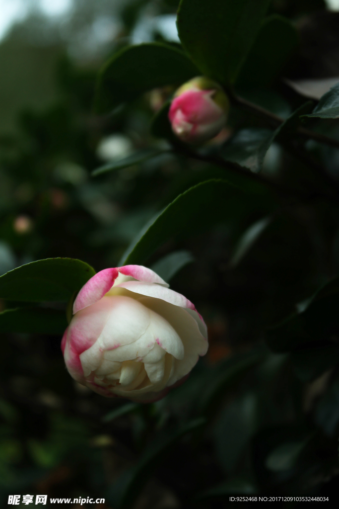 粉白山茶花