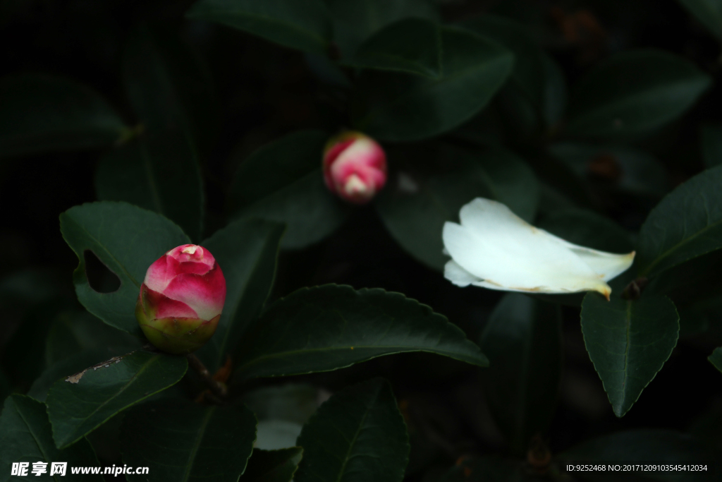 粉白茶花