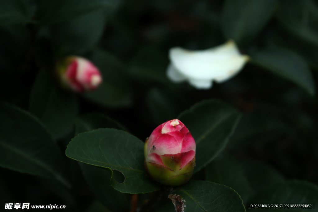 粉白山茶花