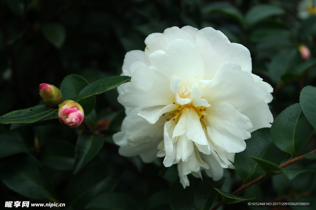 山茶花