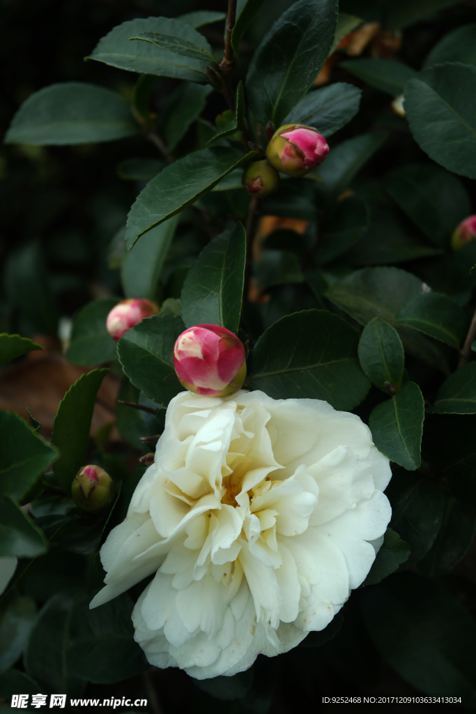 粉白山茶花