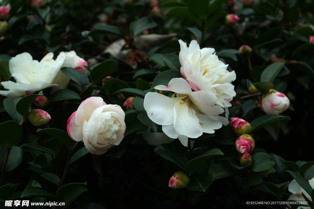 粉白山茶花