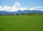 稻田