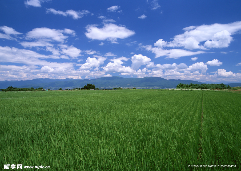 稻田