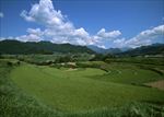 稻田