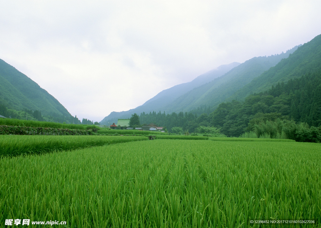 稻田