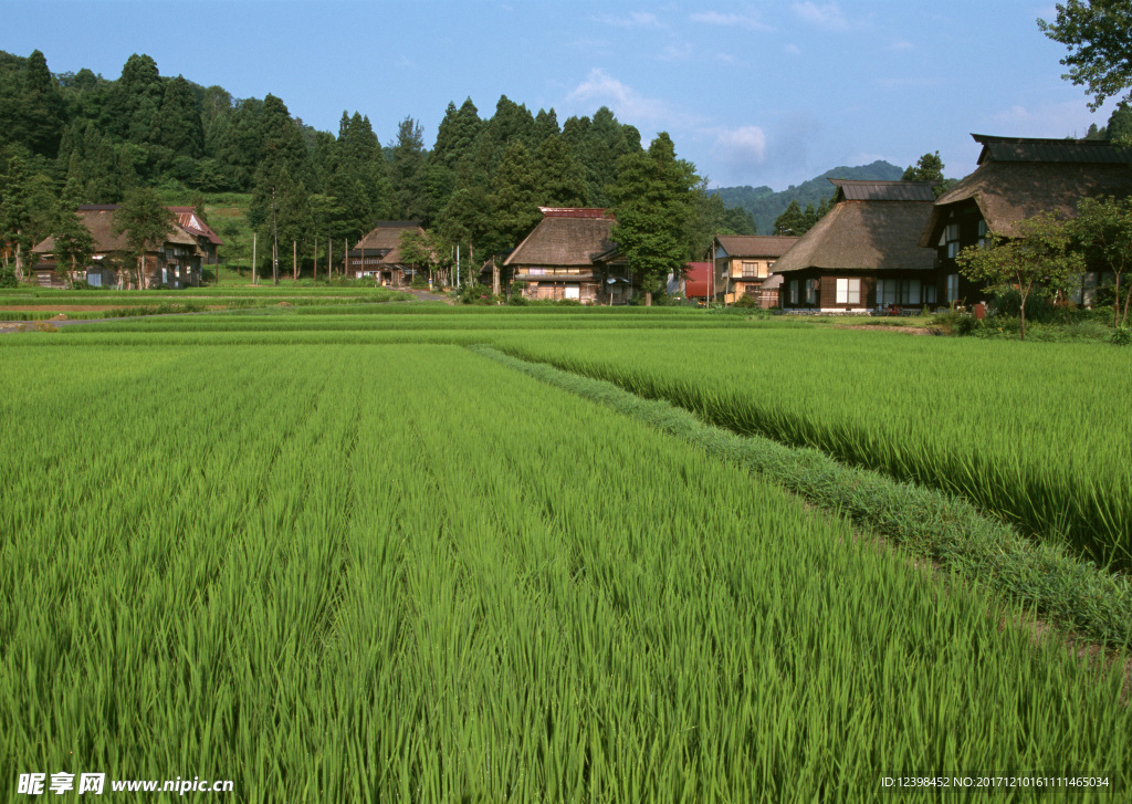 稻田