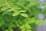 小雨