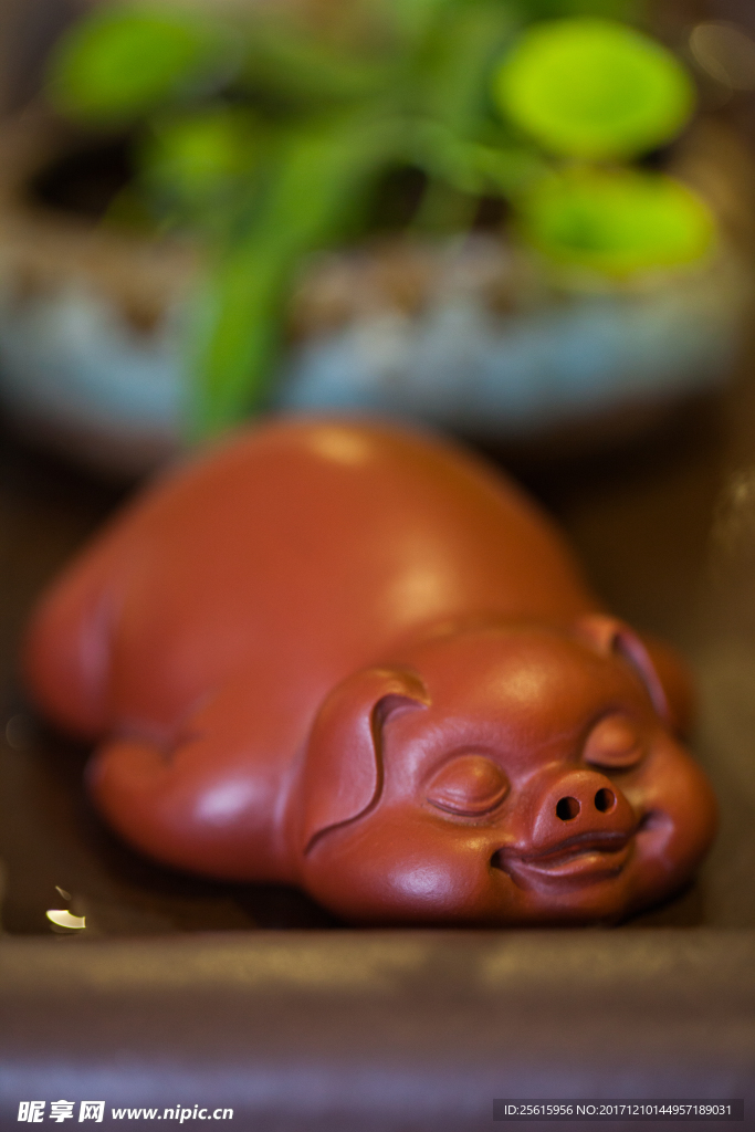 茶宠