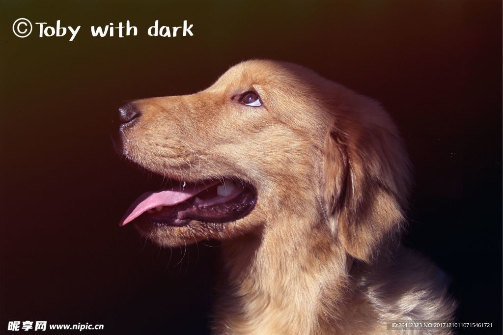 狗