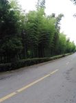 竹林