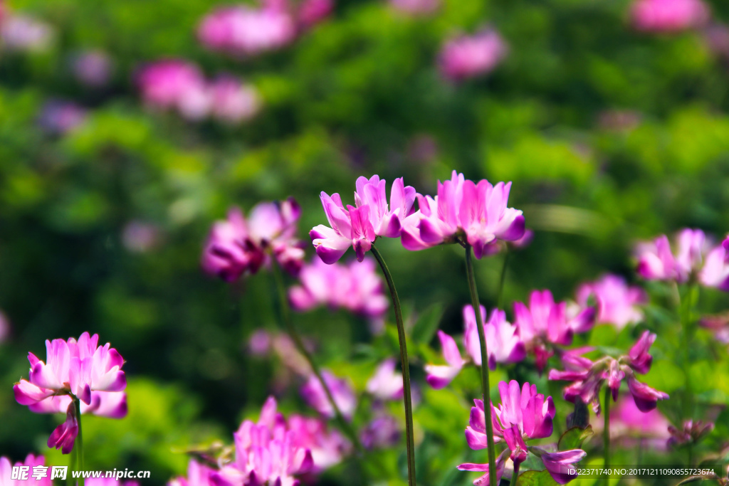 繁花