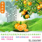 赣南脐橙    橙子  鲜果