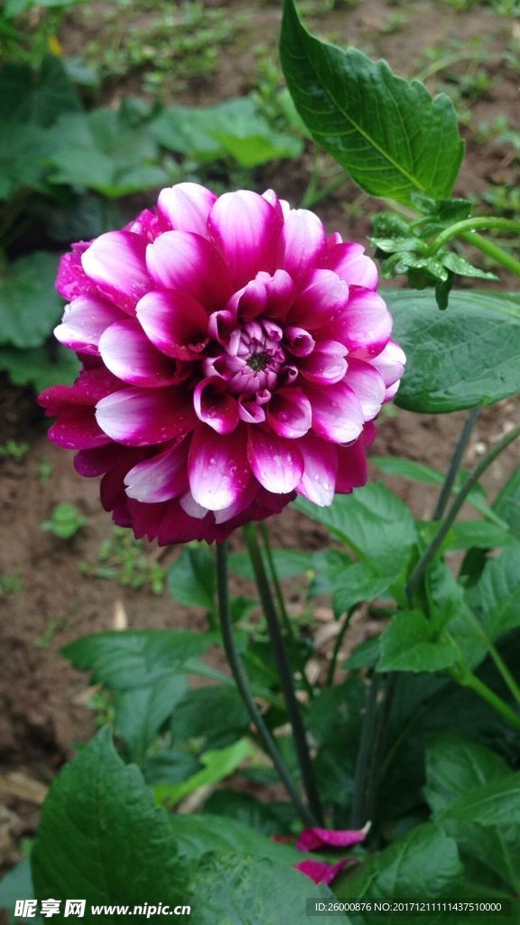 芍花