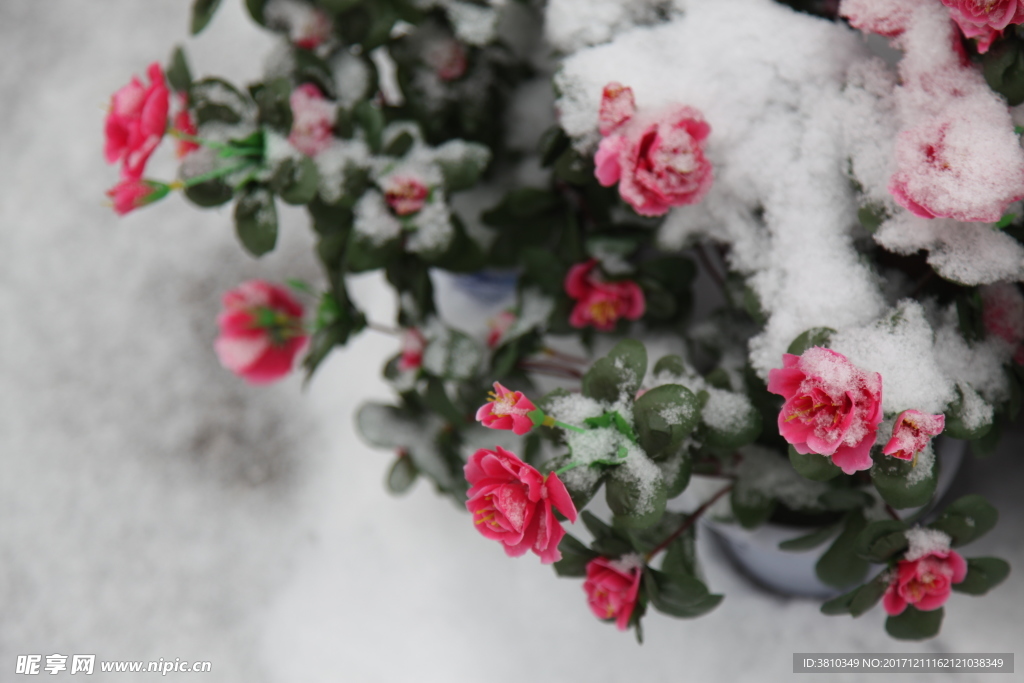 雪中花