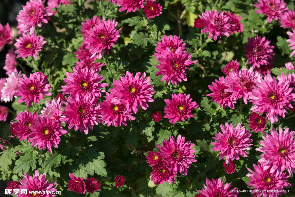 粉红色菊花特写