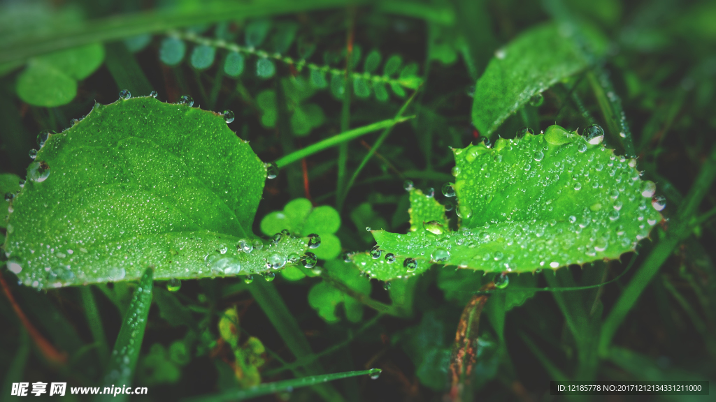 露水树叶