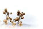 棉花