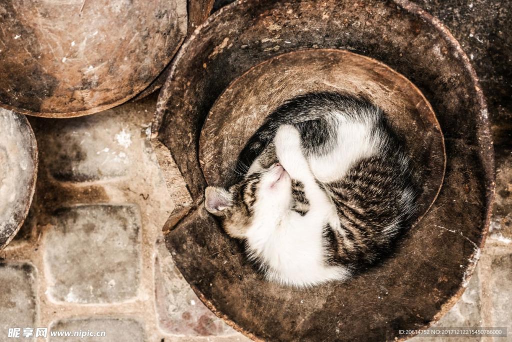 睡觉的猫咪