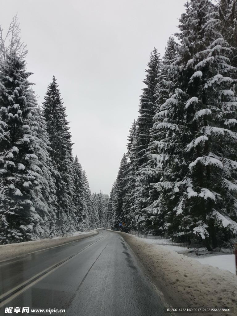 穿越树林的公路