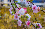 梅花