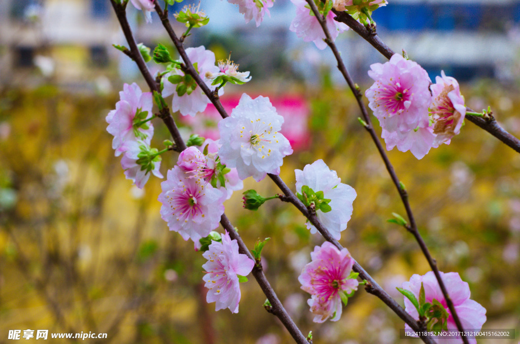 梅花
