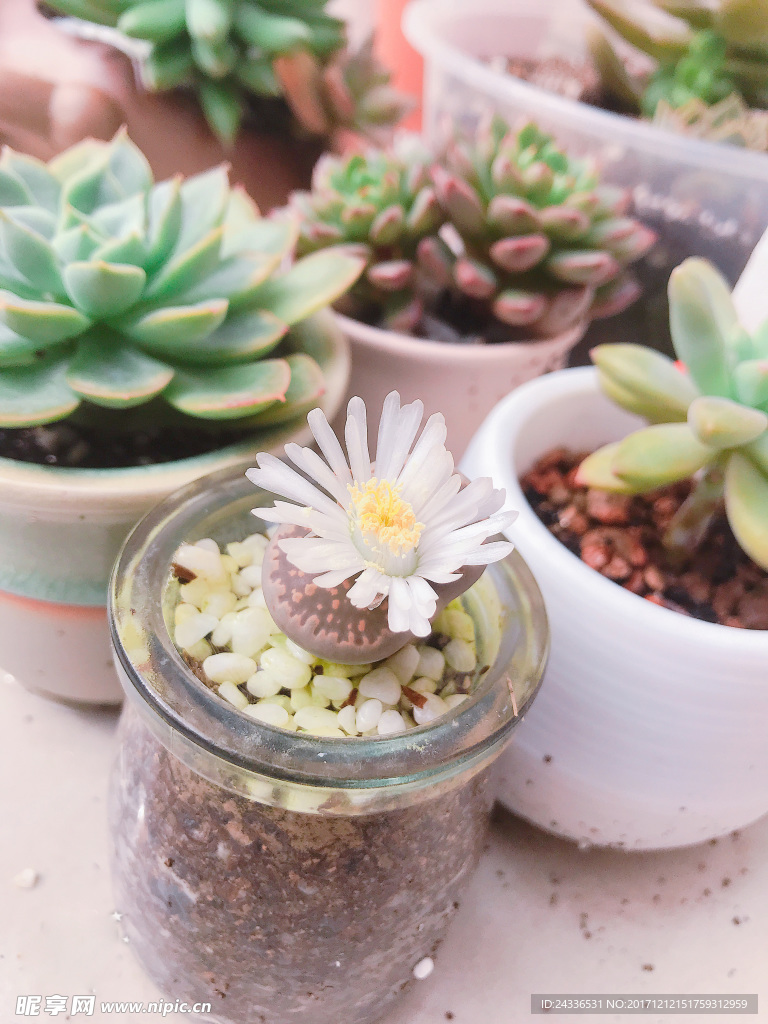 生石花
