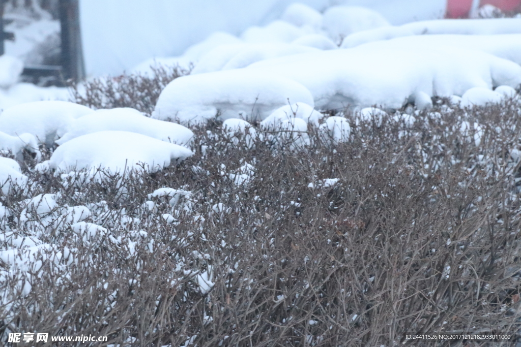 雪