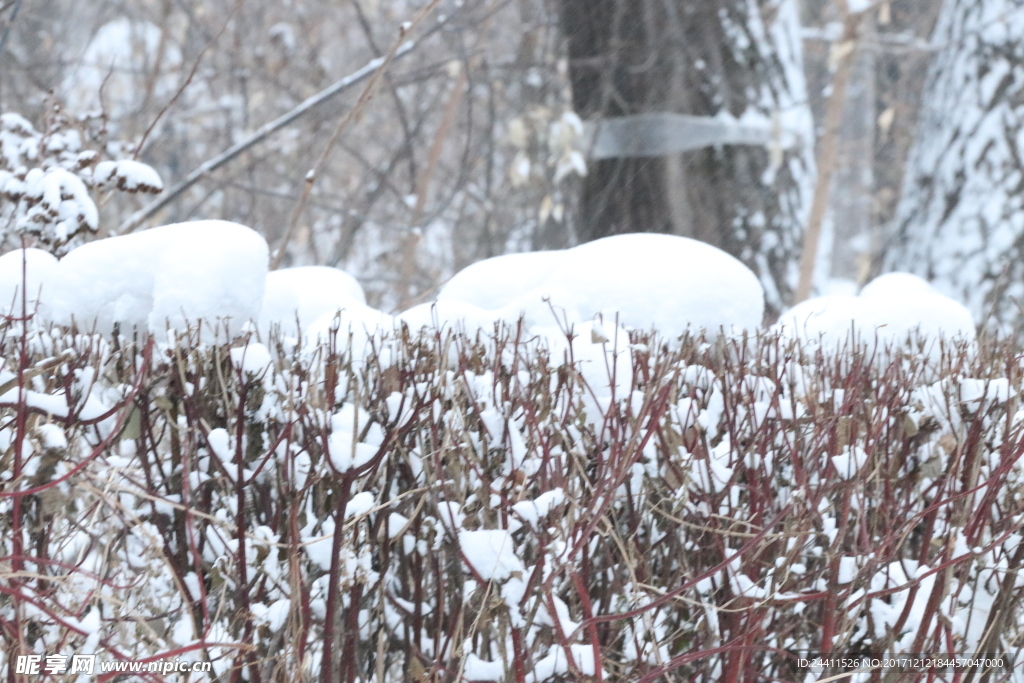 雪