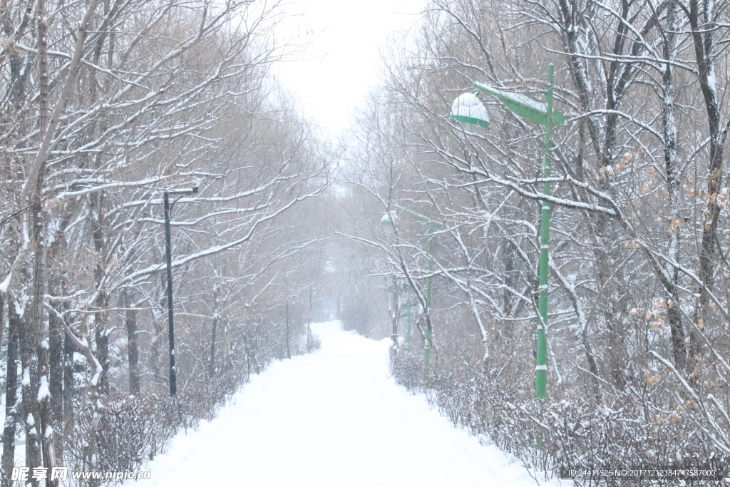 雪中树林