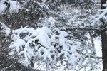 落雪