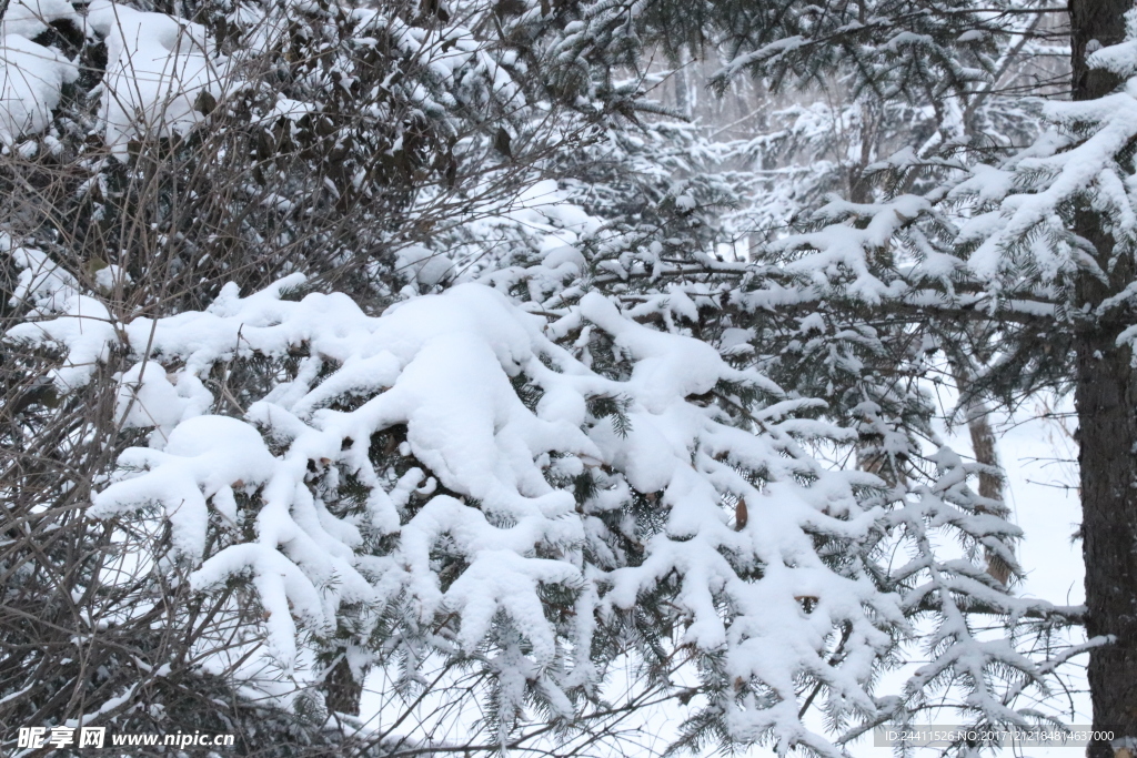 落雪