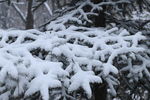 落雪