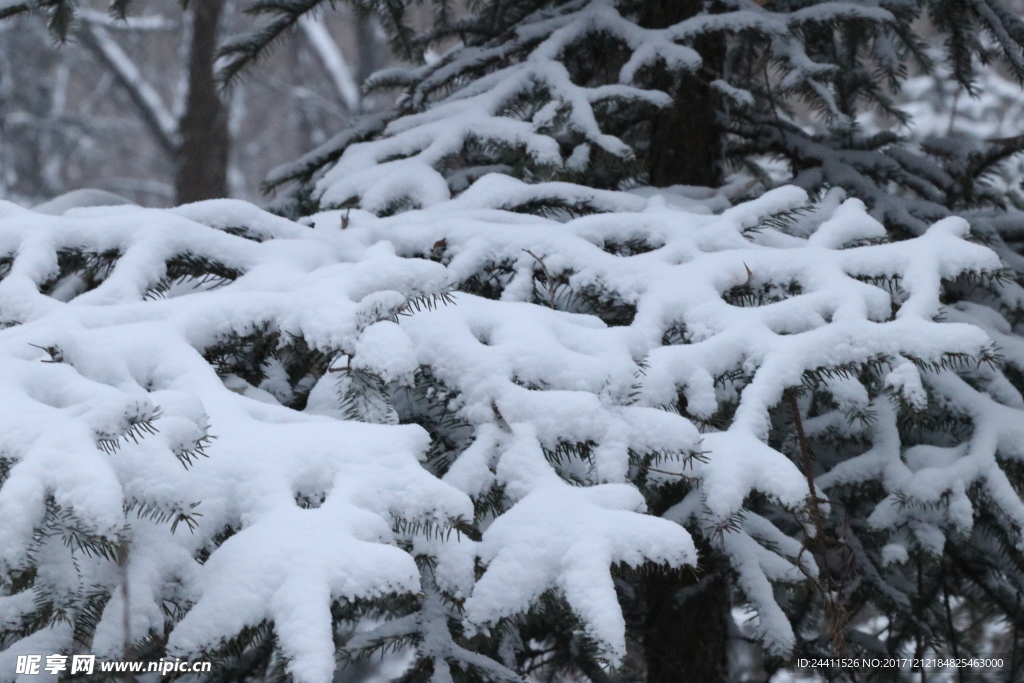 落雪