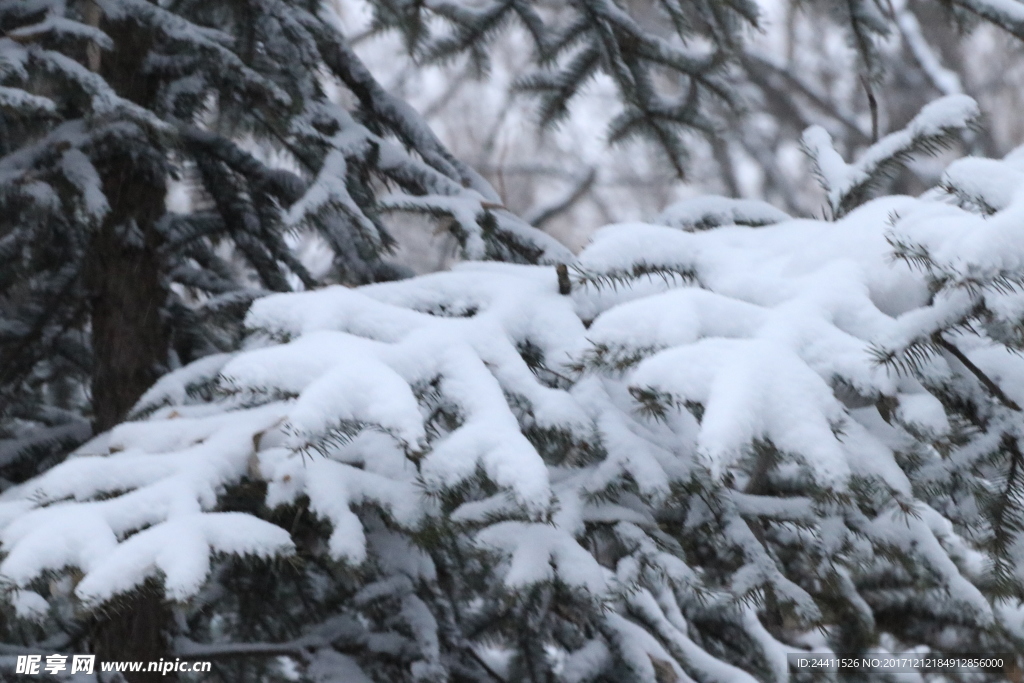 落雪