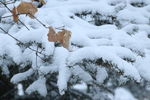 落雪