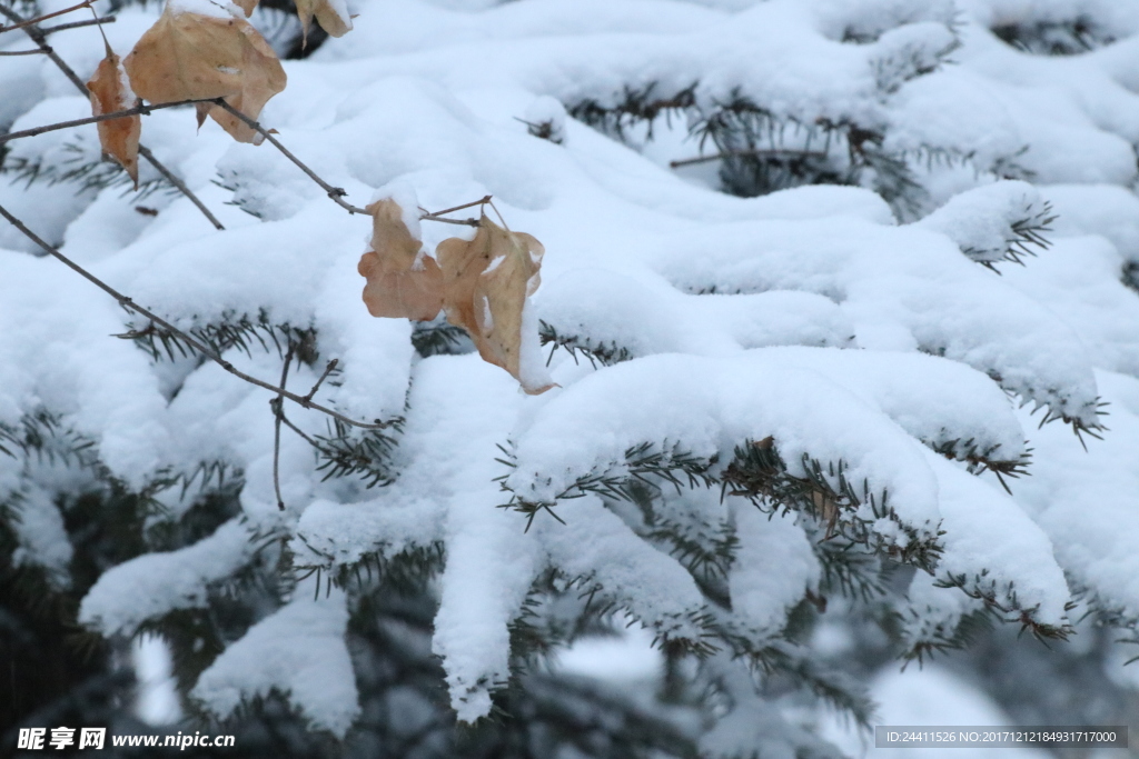 落雪