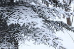 落雪
