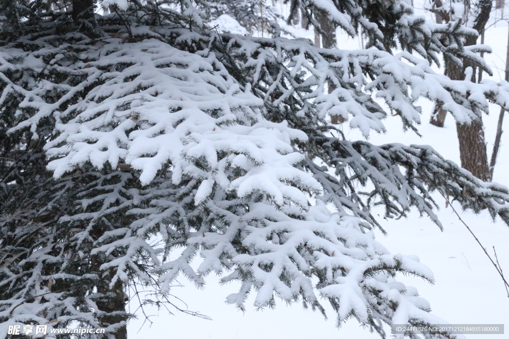 落雪