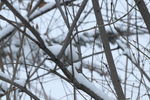 落雪