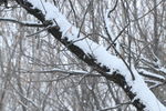 雪