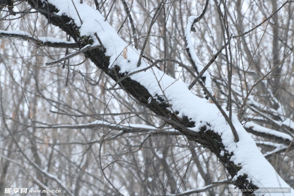 雪