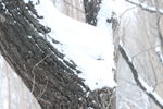 雪