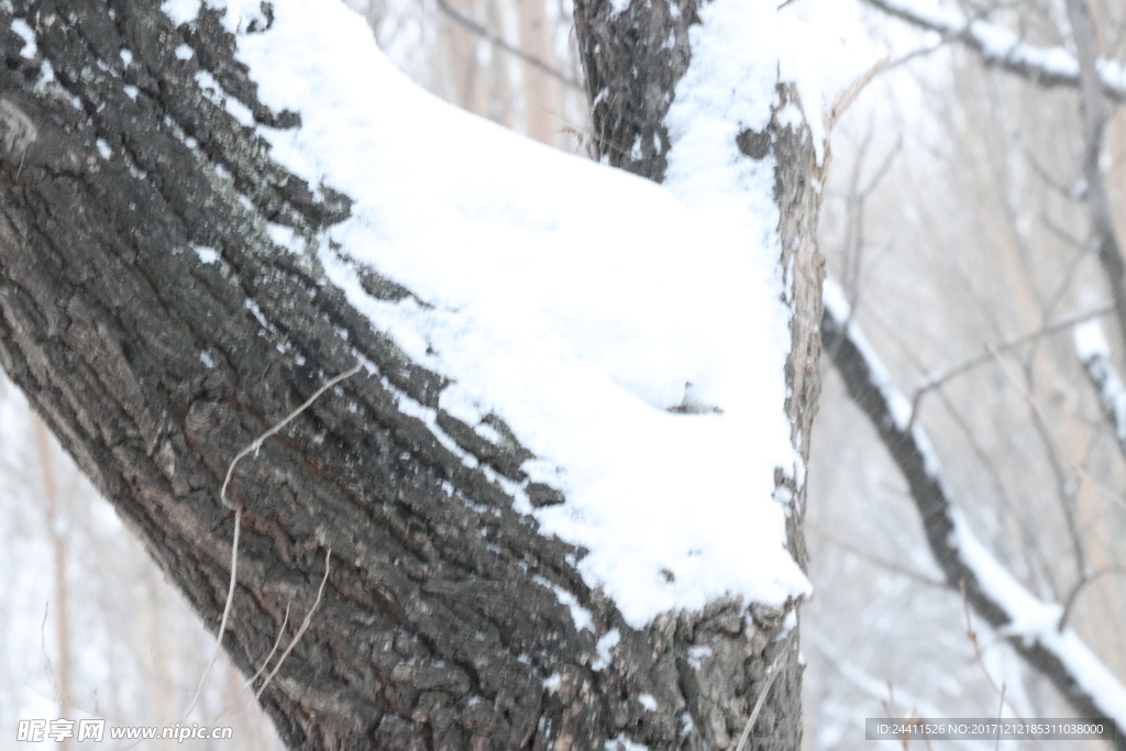 雪