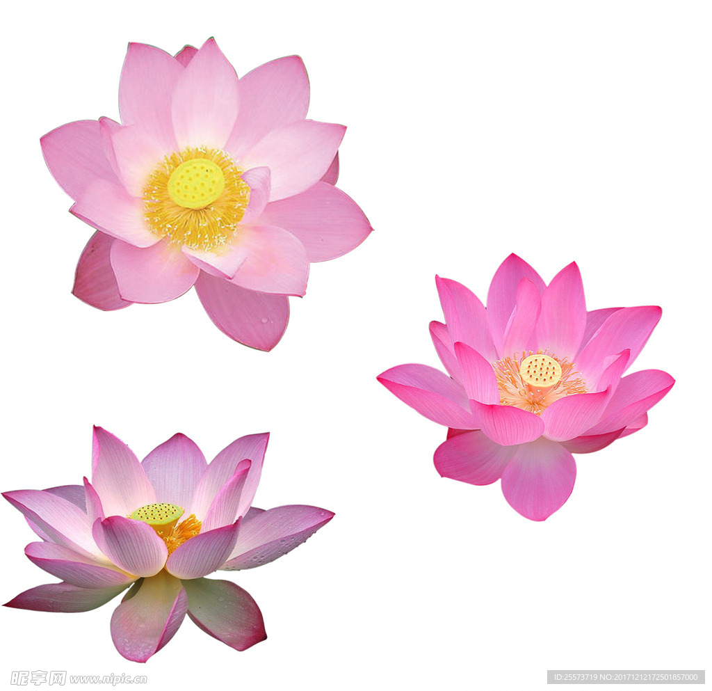 莲花