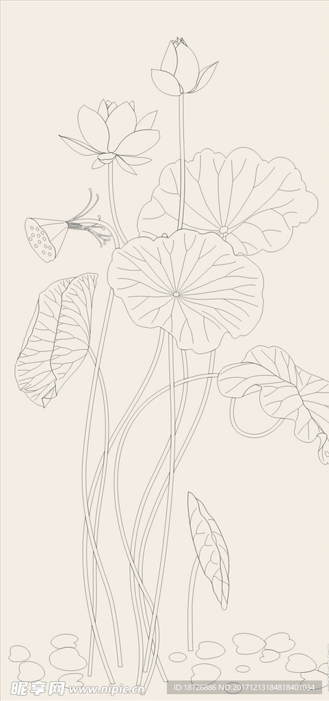 线描荷花