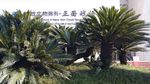 铁树