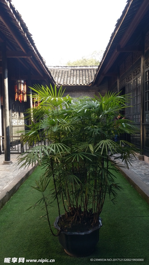 盆景