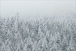雪松
