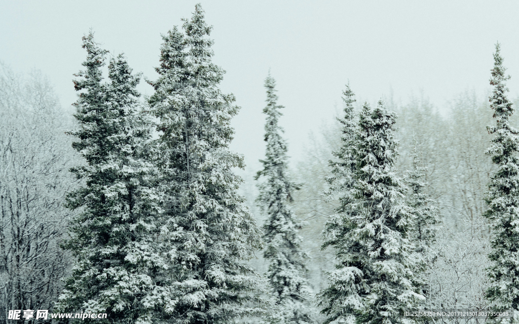雪松